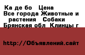 Ка де бо › Цена ­ 25 000 - Все города Животные и растения » Собаки   . Брянская обл.,Клинцы г.